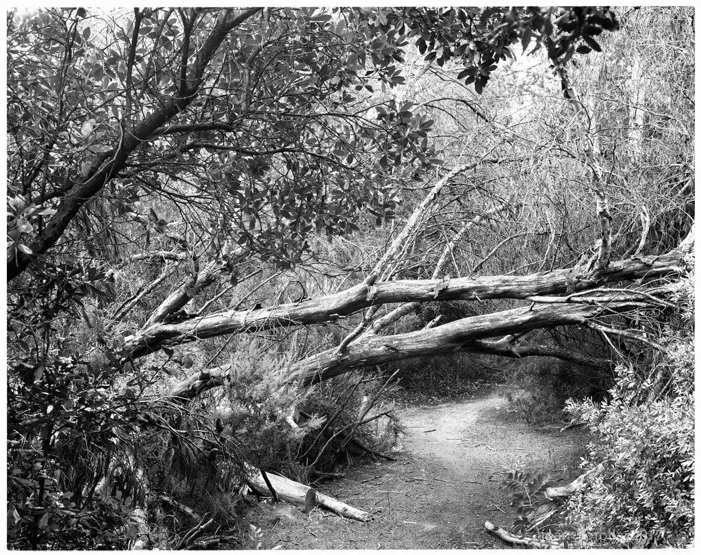 Ilford FP4 Plus - 5x7 Sheet Film - 25 sheets