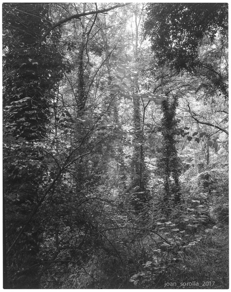 Ilford FP4 Plus - 5x7 Sheet Film - 25 sheets