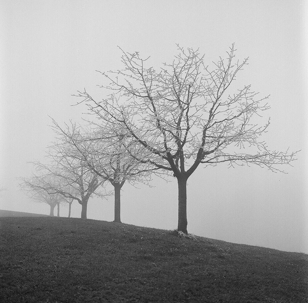 Ilford HP5 Plus - 120 Film