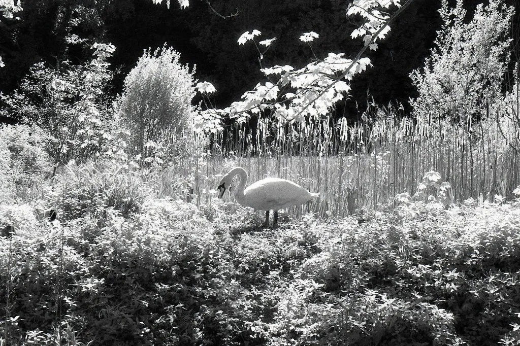 Ilford SFX 200 - 120 Film