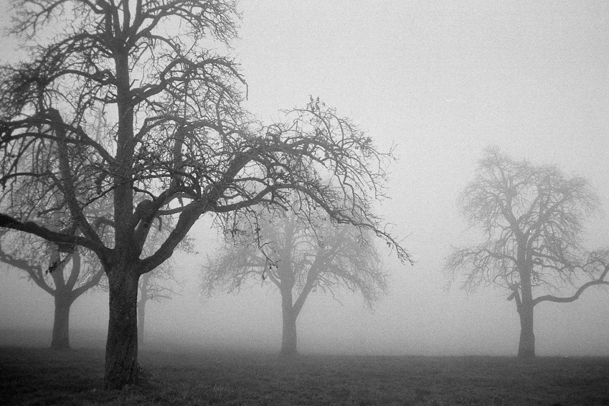 Ilford XP2 - 35mm Film