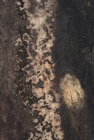 Phenomena #1