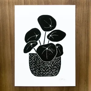 "Pilea Peperomioides"