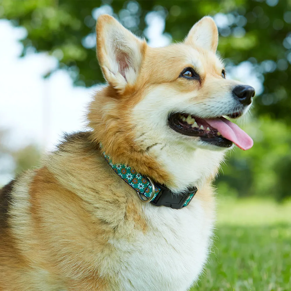Scholastic Black/Silver - Dog Collar