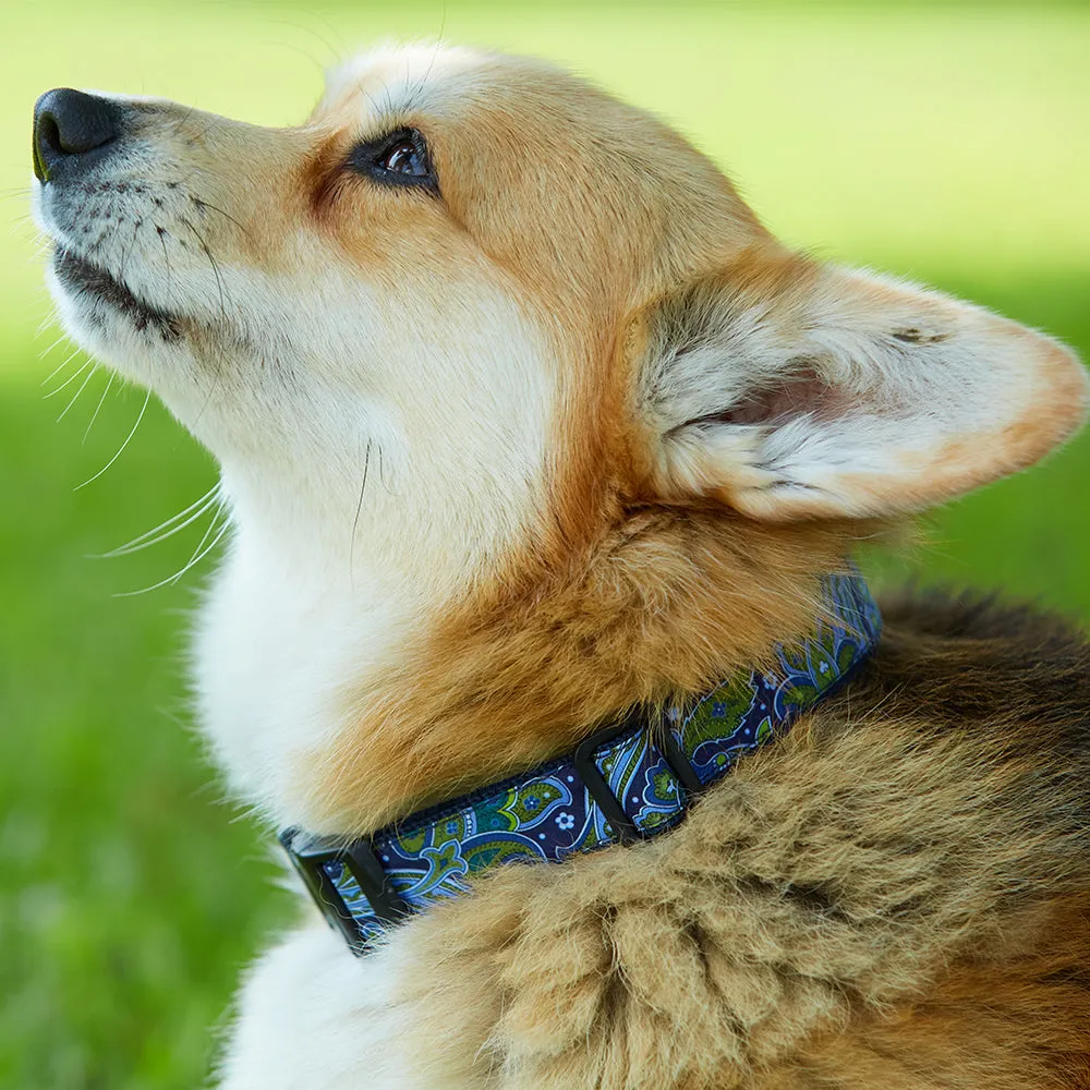 Scholastic Black/Silver - Dog Collar